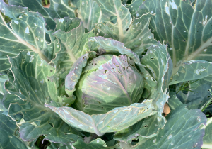 農園で育ったキャベツ,新年の業務